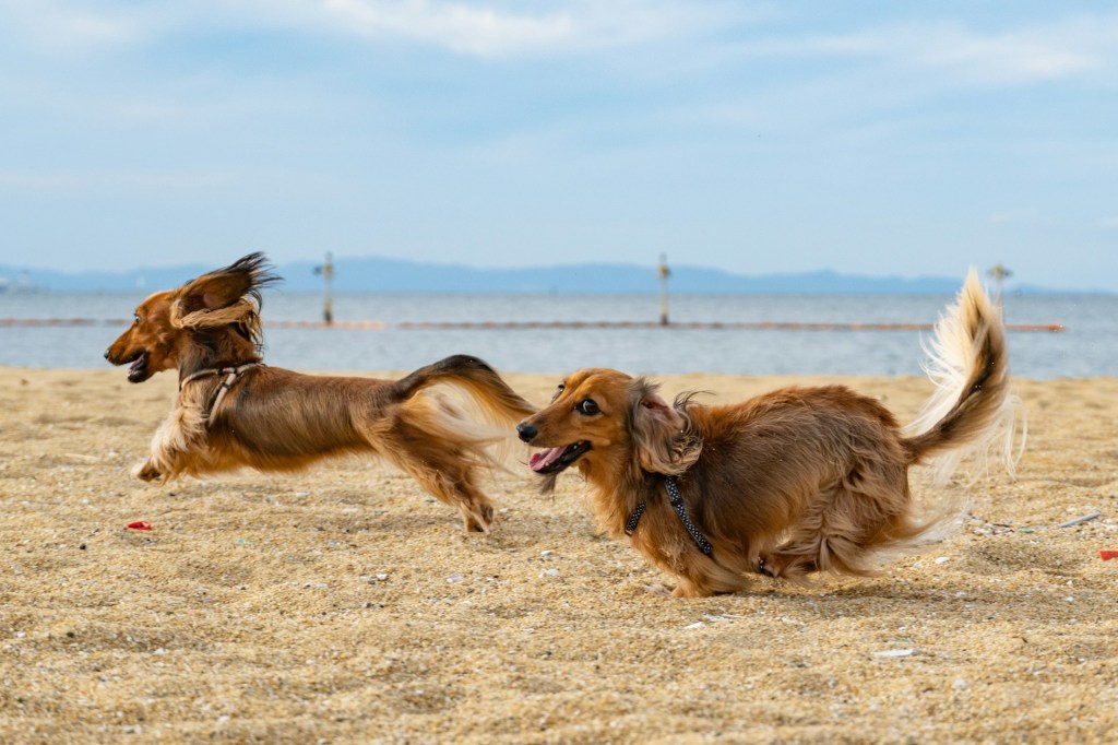 dogs running on beach blue sky